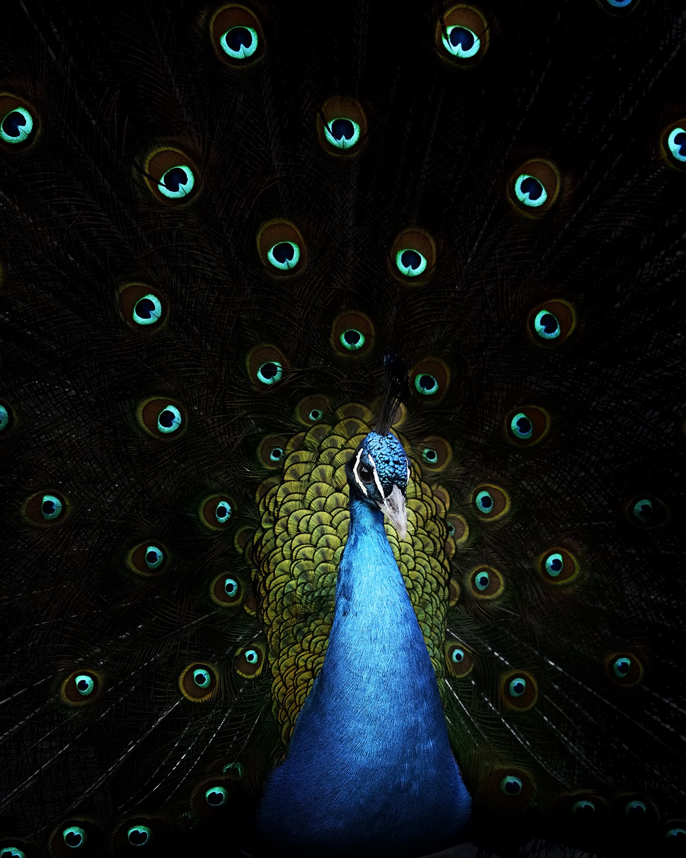 vincent lagrange indian peafowl galerie,paul janssen