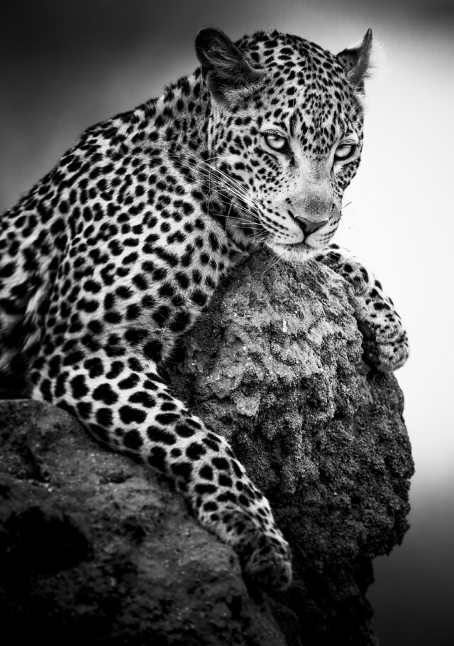 galerie paul janssen wildlife photography animalier alert-south-africa-2019