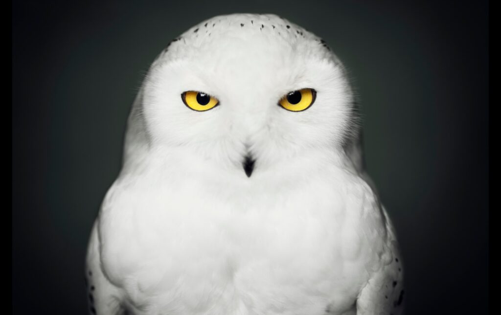 vincent lagrange animal portraits galerie paul janssen snowy-owl