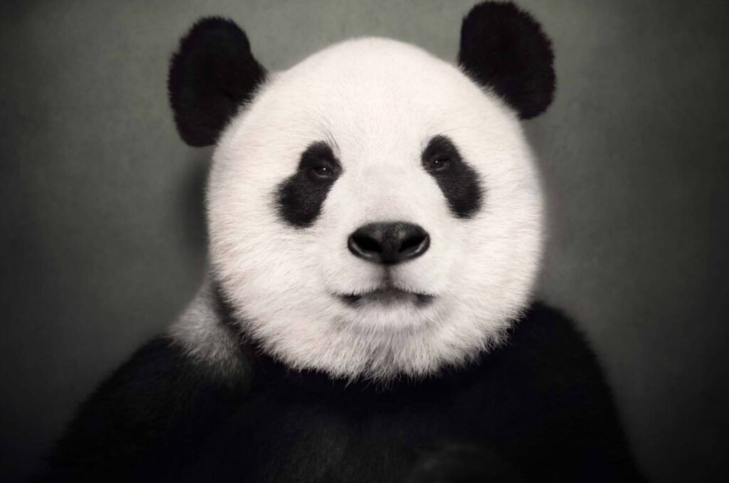Vincent lagrange animal photographer galerie paul janssen giant-panda
